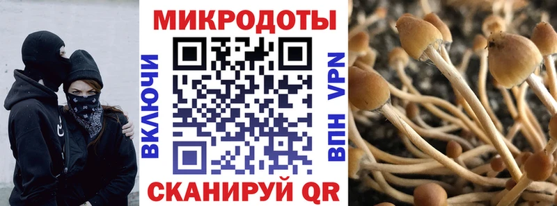 Купить  Лангепас  Псилоцибиновые грибы Psilocybine cubensis 